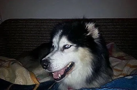 Piękny Aslan do adopcji!