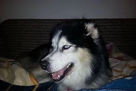 Piękny Aslan do adopcji!