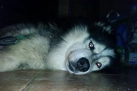Piękny Aslan do adopcji!