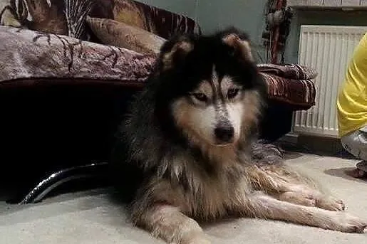 Piękny Aslan do adopcji!