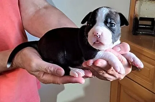Amstaff zkwp fci suczka