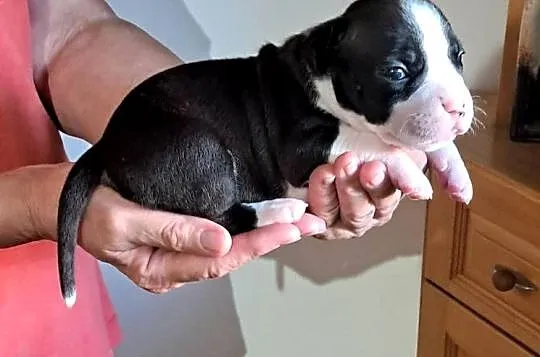 Amstaff zkwp fci suczka, Śląskie, Koziegłowy