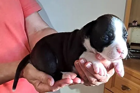 Amstaff zkwp fci suczka, Śląskie, Koziegłowy