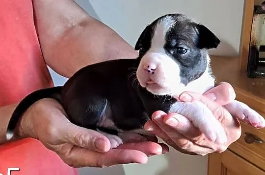 Amstaff zkwp fci suczka, Śląskie, Koziegłowy