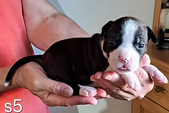 Amstaff zkwp fci suczka, Śląskie, Koziegłowy