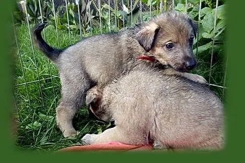 Pięcioro maleństw szuka domów,  śląskie Katowice