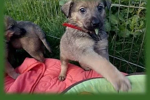 Pięcioro maleństw szuka domów,  śląskie Katowice