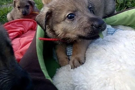 Pięcioro maleństw szuka domów,  śląskie Katowice