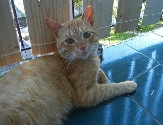 Rudy Gaspar do adopcji!, łódzkie Łódź