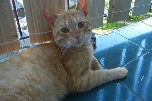 Rudy Gaspar do adopcji!,  łódzkie Łódź