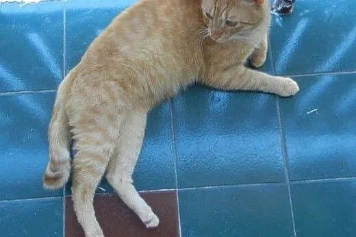 Rudy Gaspar do adopcji!,  łódzkie Łódź