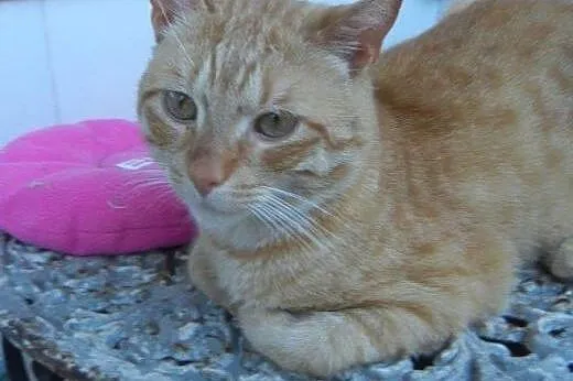 Rudy Gaspar do adopcji!,  łódzkie Łódź