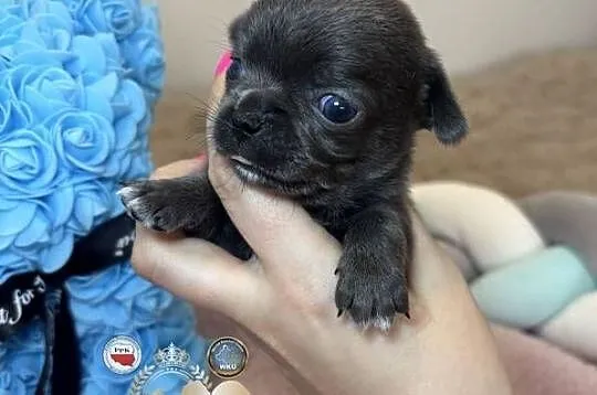 Chihuahua piesek krótkowłosy niebieski Blue badania DNA