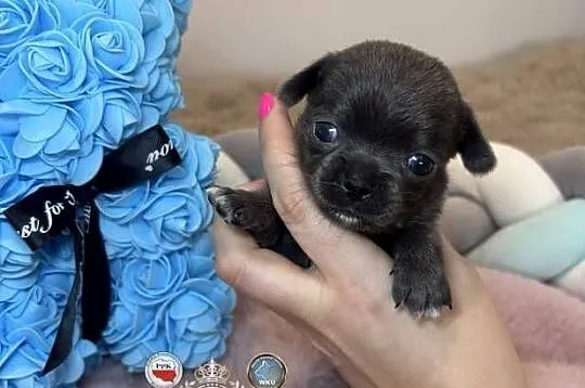 Chihuahua piesek krótkowłosy niebieski Blue badania DNA, Łódzkie, Bełchatów