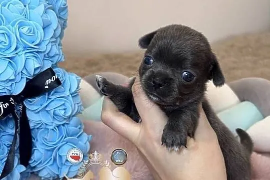 Chihuahua piesek krótkowłosy niebieski Blue badania DNA, Łódzkie, Bełchatów