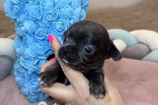 Chihuahua piesek krótkowłosy niebieski Blue badania DNA, Łódzkie, Bełchatów