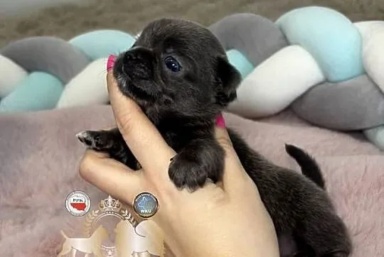 Chihuahua piesek krótkowłosy niebieski Blue badania DNA, Łódzkie, Bełchatów