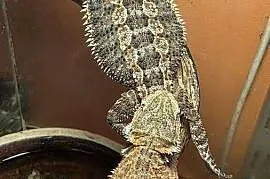 Agama brodata Pogona viticeps