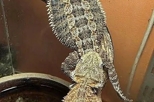 Agama brodata Pogona viticeps