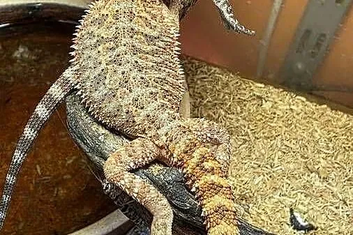 Agama brodata Pogona viticeps, Małopolskie, Tarnów