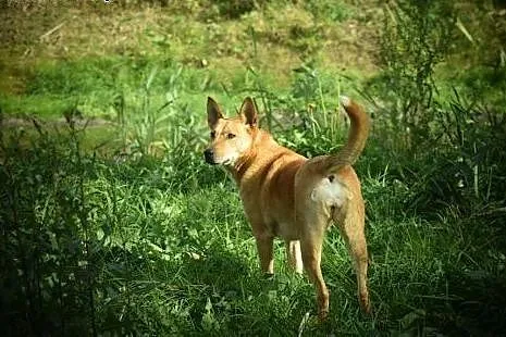 Ika - przemiła, rudowłosa piękność do adopcji,  po