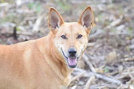 Ika - przemiła, rudowłosa piękność do adopcji,  po