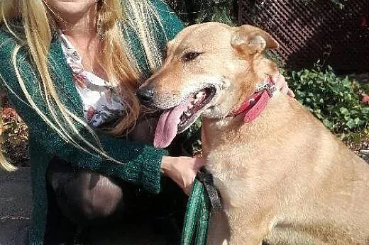 Ika - przemiła, rudowłosa piękność do adopcji,  po