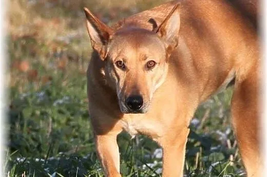 Ika - przemiła, rudowłosa piękność do adopcji,  po