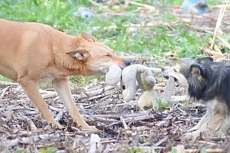 Ika - przemiła, rudowłosa piękność do adopcji,  po