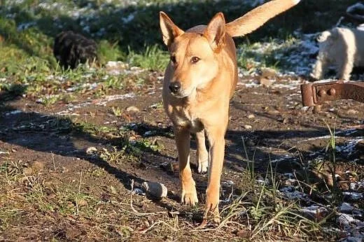 Ika - przemiła, rudowłosa piękność do adopcji,  po