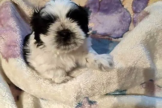 Szczeniak shih tzu, Podlaskie, Kulesze Kościelne