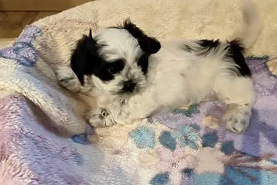 Szczeniak shih tzu, Podlaskie, Kulesze Kościelne