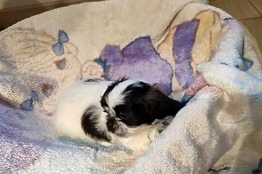 Szczeniak shih tzu, Podlaskie, Kulesze Kościelne