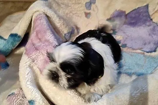 Szczeniak shih tzu, Podlaskie, Kulesze Kościelne