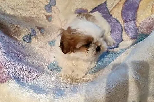 Szczeniak shih tzu, Podlaskie, Kulesze Kościelne