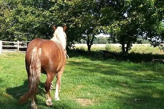 Klacz rasy zimnokrwistej, Lubelskie, Bereść