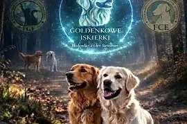 Szczenięta Golden Retriever- Rezerwacja miotu