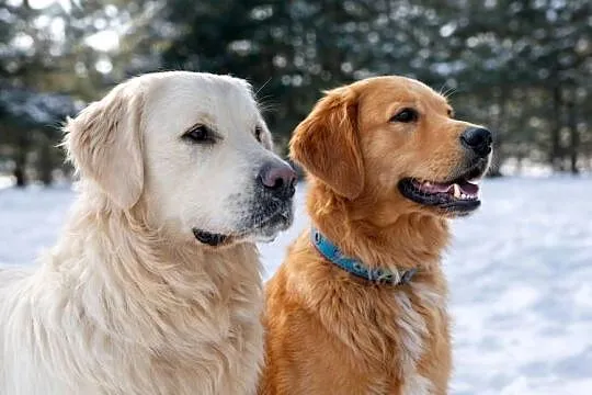 Szczenięta Golden Retriever- Rezerwacja miotu, Małopolskie, Olkusz