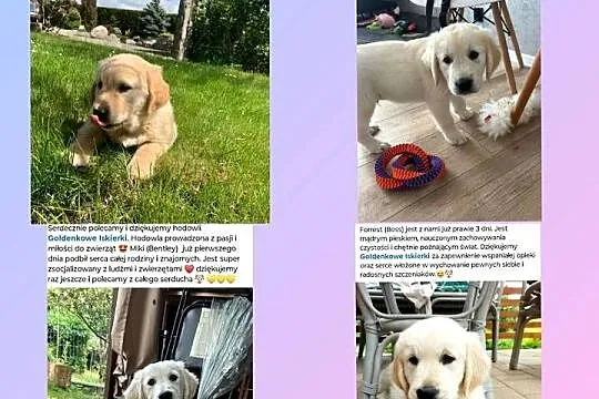 Szczenięta Golden Retriever- Rezerwacja miotu, Małopolskie, Olkusz