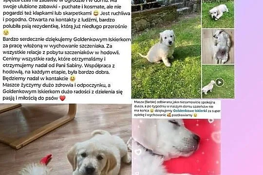 Szczenięta Golden Retriever- Rezerwacja miotu, Małopolskie, Olkusz