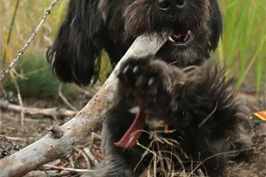 Mądry i wesoły Monty czeka na swojego człowieka!, 
