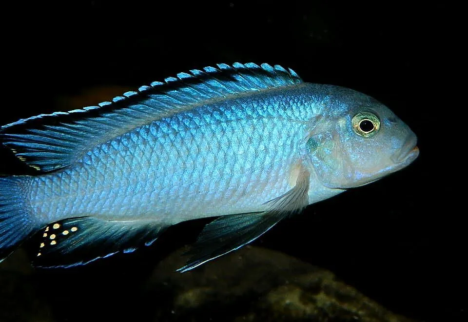 Pseudotropheus Socolofi, pyszczak, Warmińsko-mazurskie, Olsztyn