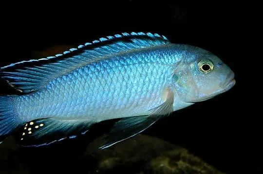 Pseudotropheus Socolofi, pyszczak, Warmińsko-mazurskie, Olsztyn