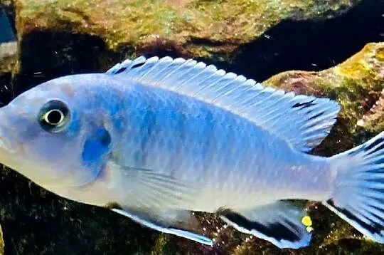 Pseudotropheus Socolofi, pyszczak, Warmińsko-mazurskie, Olsztyn