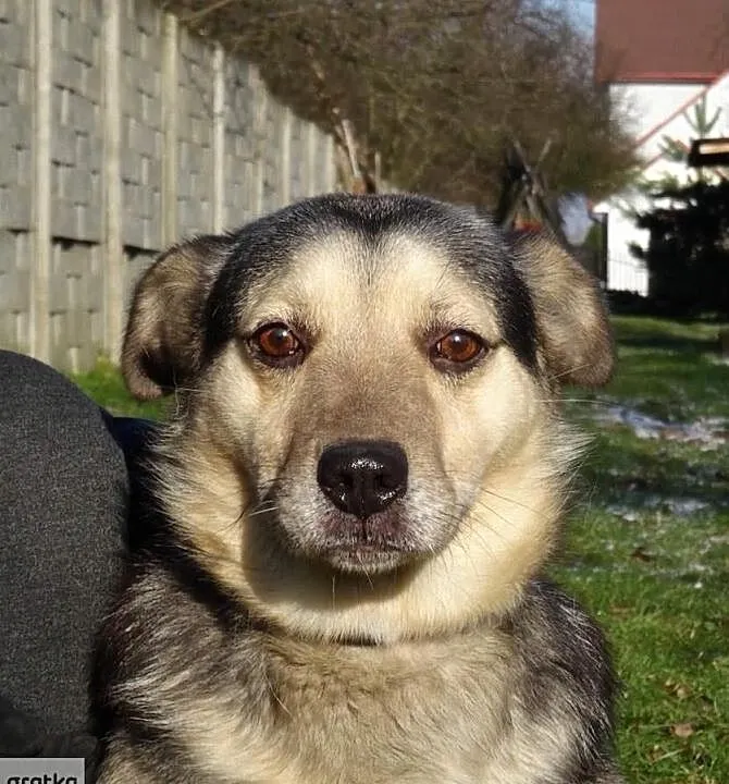 Kropek i jego bursztynowe oczy., Świętokrzyskie, Skarżysko-Kamienna