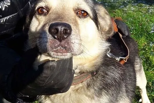 Kropek i jego bursztynowe oczy., Świętokrzyskie, Skarżysko-Kamienna