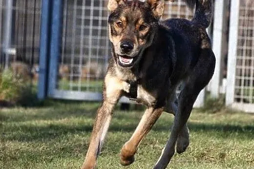 Roczny Margo - do adopcji,  dolnośląskie Wrocław