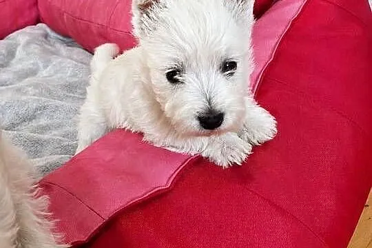 Śliczna Suczka West Highland White Terrier – Z Domowej Hodowli