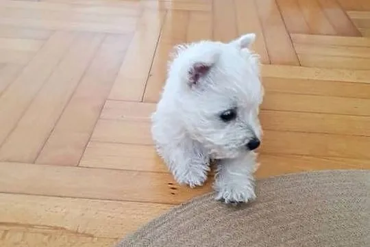 Śliczna Suczka West Highland White Terrier – Z Domowej Hodowli, Podkarpackie, Rzeszów