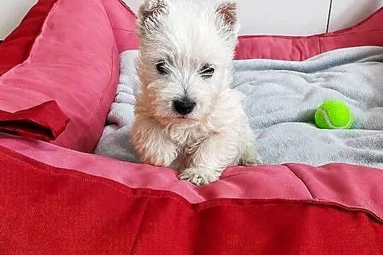 Śliczna Suczka West Highland White Terrier – Z Domowej Hodowli, Podkarpackie, Rzeszów